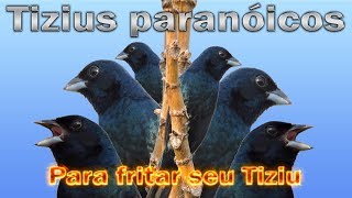 Tizius cantando e fritando na fibra para esquentar seus pássaros