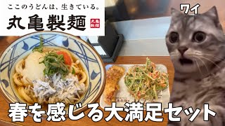 【丸亀製麺】春を感じる天ぷらとうどんをおかずにライスで優勝する話【ぶっかけうどん】#猫ミーム #猫マニ