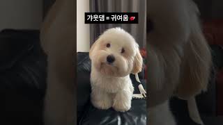 계속 보고 싶은 강아지의 궁금한 표정! 🐾 The Puppy’s Expression That’ll Make You Smile 🐾