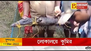 সুন্দরবনের লোকালয়ে আবার ঢুকে পড়ল কুমির, খবর পেয়ে জালবন্দী করল বনদপ্তর|Breaking Bengal