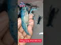 ട്രേ നിറയെ നീല ചെമ്മീൻ ക്രെഫിഷ് crayfish_farm crayfish_malayalam guppy_valarthal guppy_farm