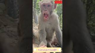 คนจะนอนมากวนอยู่ได้ #monkey #funny #ลิงลพบุรี #comedy #cute #animals