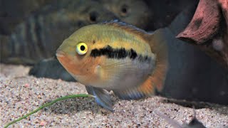 Herotilapia multispinosa - Regenbogencichlide