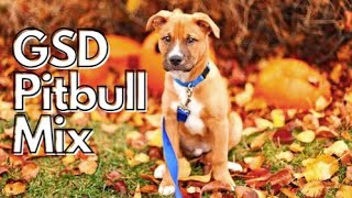 All About German Shepherd Pitbull Mix | GSD Mix