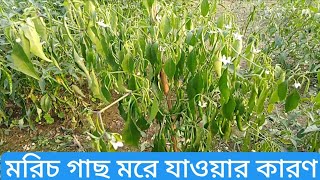 মরিচ গাছ মরে যাওয়ার কারণ |কেন মরে কারণ ও প্রতিকার জেনে নিন| আজীবন কাজে দিবে।