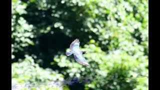 幻の野鳥ブッポウソウの営巣を撮影する