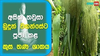 කුස තණ ශාකය | Kusa Thana Grass | Sinhala Buddhist | story eka