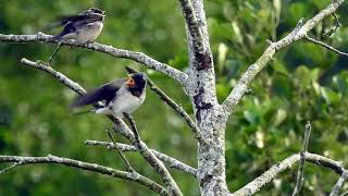 Barn Swallows