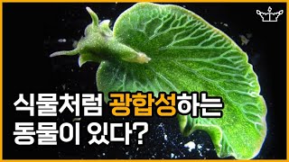 [SUB] 식물처럼 광합성하는 동물이 있다? / Is there an animal that photosynthesis like a plant? Elysia chlorotica.