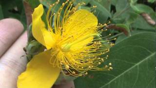 Hypericum monogynum .MPG