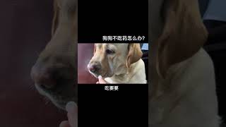 不送狗肉馆、 如何让狗狗乖乖吃药？ #狗狗#萌寵 #dog #shorts