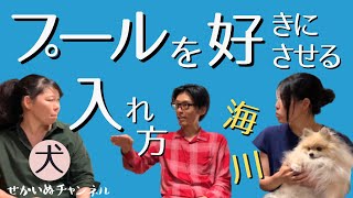 【犬の飼い主必見！】初めてのプールの入れ方！水を好きになるか嫌いになるかは●●が決め手！