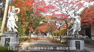 【モミジ　紅葉】呑山観音寺・天王院　福岡日本2021[Maple Autumn Leaves] Nomiyama Kannonji Tennoin, Fukuoka Japan 2021のみやま観音寺