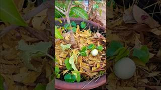 మొక్కలుచుట్టూఎండుఆకులు mulching#gardening#summer caring#వేసవి సంరక్షణ#ytshort#terracegarden🙏🙏