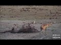 6 impala escapes from crocodile