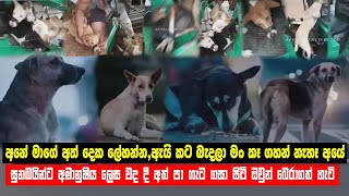 The harassment of dogs by humans | We love dogs | Let's protect the dogs | Let's protect the animals