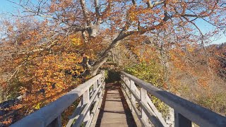 Ruine Helfenstein - Spaziergang im Herbst - 28.10.2024