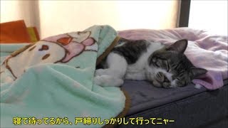 お留守番は得意な猫☆一瞬で寝ちゃうリキちゃん☆お返事はしっぽでOK！【リキちゃんねる　猫動画】Cat videos キジトラ猫との暮らし