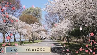 【Vlog】在美国也能看樱花？和我一起去华盛顿樱花节吧~ | Cherry Blossom Festival In DC