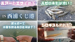 【ハゼ釣り】西浦くじ港でルアーを投げたりエサ釣りしたり　2023年8月末