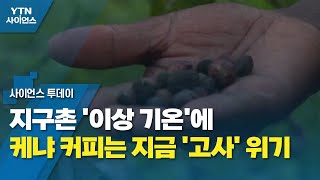 지구촌 '이상 기온'에 케냐 커피는 지금 '고사' 위기 / YTN 사이언스