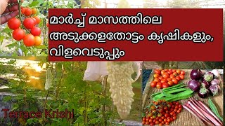 അടുക്കളത്തോട്ടം| മാർച്ച് മാസത്തിലെ കൃഷികളും വിളവെടുപ്പും |Terrace Krishi Malayalam| Vegetables