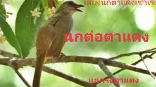 นกตาแดง