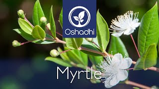 Myrtle (Myrtus communis) | Essential-Oil-Plant Portrait by Dr. Malte Hozzel