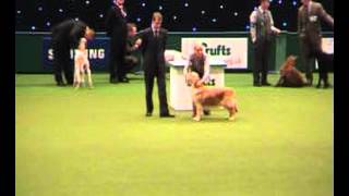 Crufts 2012 Gamekeeper \u0026 Gundog Group