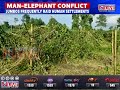 Man-elephant conflict continues in Assam's Tamulpur district