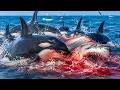 Nature’s Deadliest Animal Fights | Survival Documentary