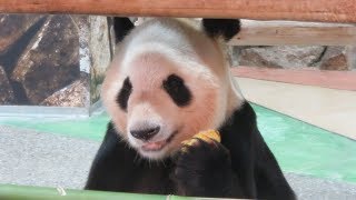 隙間から見える永明さん♪ もぐもぐ竹を食べている♪ Giant Panda Eimei♪