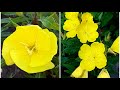 庭园花卉－月见草 Evening Primrose firecracker/ big fruit