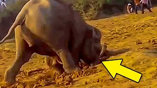 After this Elephant Spends 11 Hours Digging A Hole She Pulls Out Something Unexpected