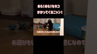 おら、おら、なネコ！Cat sisters fighting！ #Shorts  #猫動画 #ねこさん兄妹　#保護猫 #cat #にゃんず #にゃんズ #ねこ #ねこと一緒 #猫のいる暮らし