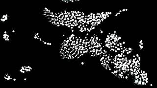 Algorithm Visualized: Flocking simulation