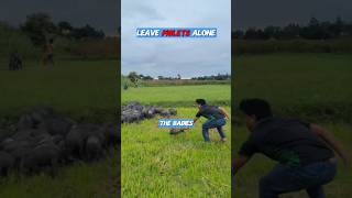 5 Things To Do Vs Wild Boar Attack