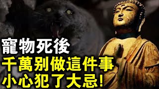 如果家中寵物離世，千萬別做這件事，小心犯了大忌！佛弟子真確做法教學