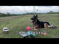 おやつ食べて、散歩して、のんびりシェパード犬の夕方snack time