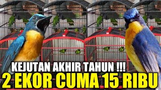 UPDATE HARGA ! TLEDEKAN GUNUNG, SEPAH RAJA EKOR MERAH, KONIN, VIOLET CUCKO, DLL DIKIOS PASAR PRAMUKA