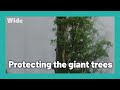 The Tree projects: Saving Tasmanian rainforest I WIDE