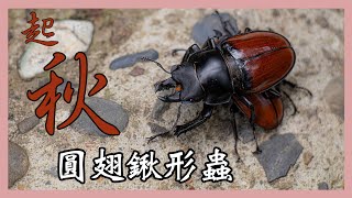 【圓翅鍬形蟲】-秋天的提琴蟲出乃玩～