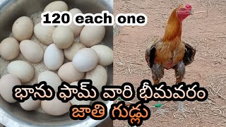 భాను ఫామ్ వారి భీమవరం జాతి గుడ్లు :-9059150330#nanifarms#aseelmurga