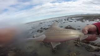 NEW Mark Dangerous Smooth Hound , Codling \u0026 Huss