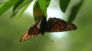 Euphydryas maturna egglaying