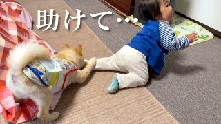 赤ちゃんのズボンを脱がせようと必死な愛犬が可愛い…笑