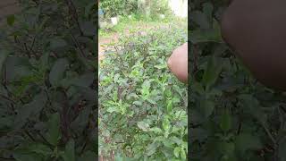 വീട്ടുമുറ്റത്ത് ഒരു തുളസി ചെടി, Thulasi plant caring