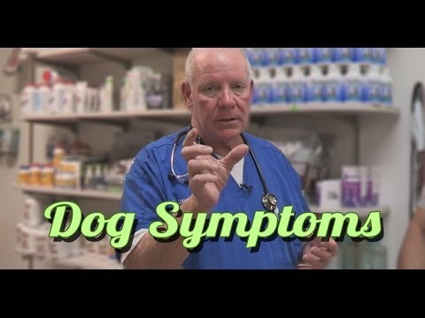 Should I starve my dog if he’s been sick?
