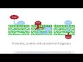 classification of fungicides