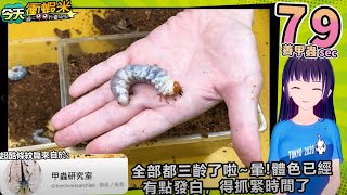 【99秒養甲蟲】今天衝蝦米 7/28星期三